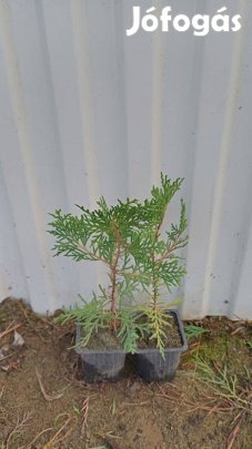 Keleti tuja csemete kont.eladó