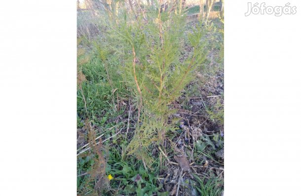 Keleti tuják eladók