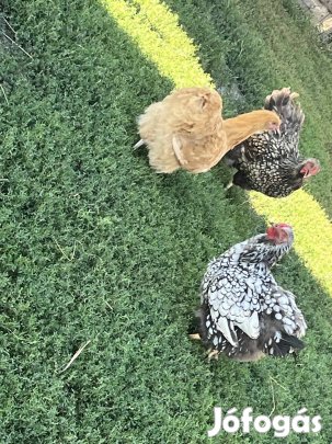 Kelltetni való tojás eladó