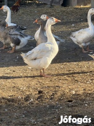 Kelteni való liba tojas