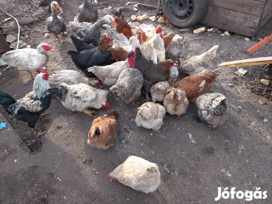 Kelteni való tojás 