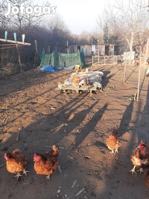 Kelteni való tyúk tojás eladó