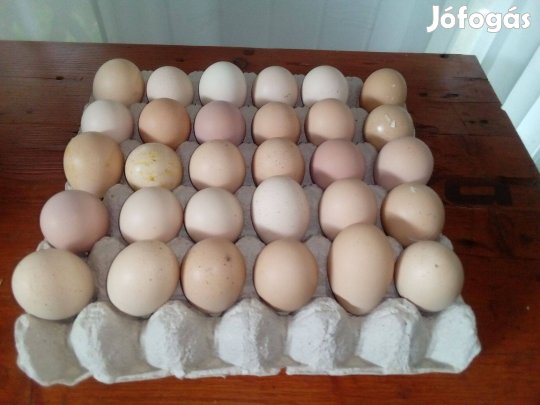 Keltetésre Bráma szemes tojás eladó