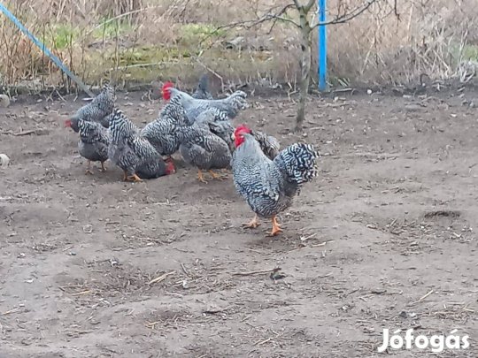 Keltetésre alakalmas tojás