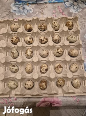 Keltetésre alkalmas Fürj tojás