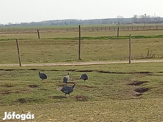 Keltetésre alkalmas gyöngytojás