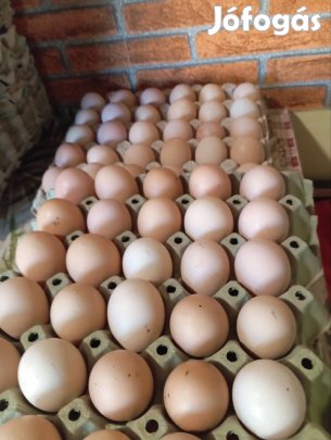 Keltetésre alkalmas tanyasi tyúk tojás eladó 