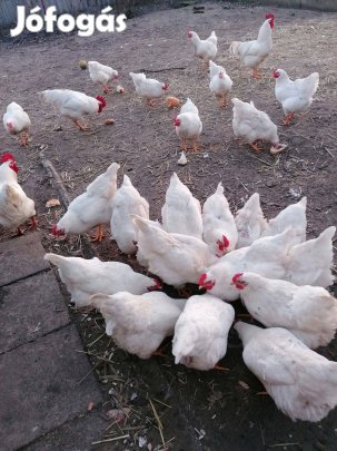 Keltetésre alkalmas tenyésztojás eladó