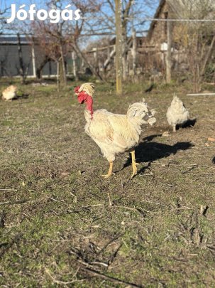 Keltetésre alkalmas tojás