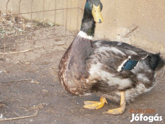 Keltetésre kacsa tojás eladó