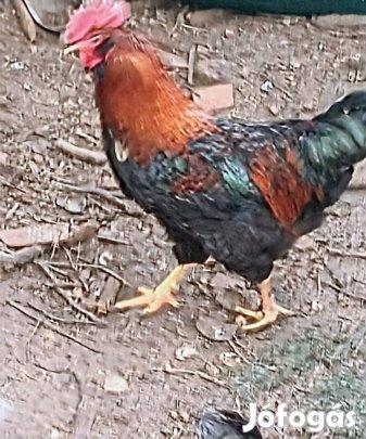 Keltetésre szakállas tyúk tojás eladó.