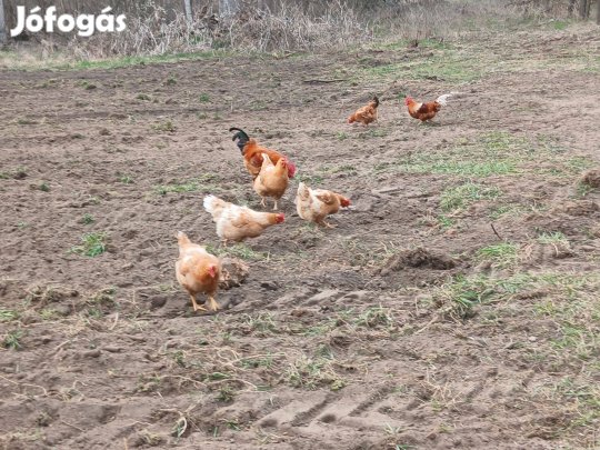 Keltetésre tojás eladó