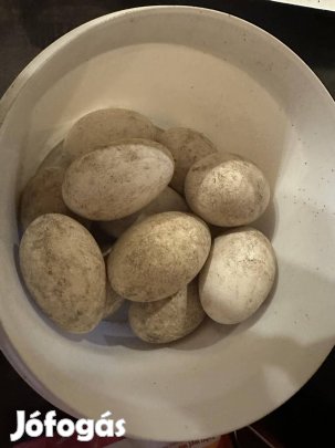 Keltetésre való hattyúlúd tojások eladók