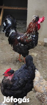 Keltetetesre való tojás. 