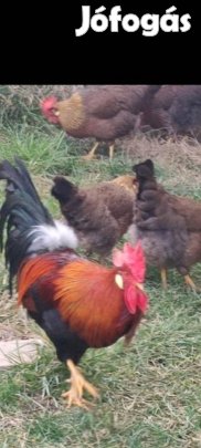 Keltetetesre való tojás . 