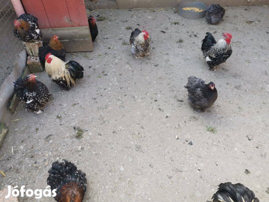 Keltetni törpe cochin tojás eladó