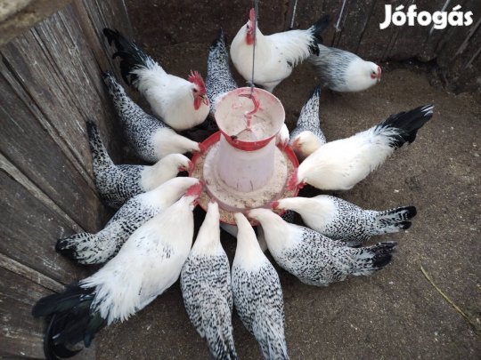 Keltetni való Gröninger tojás