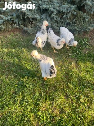 Keltetni való Sussex Tojás