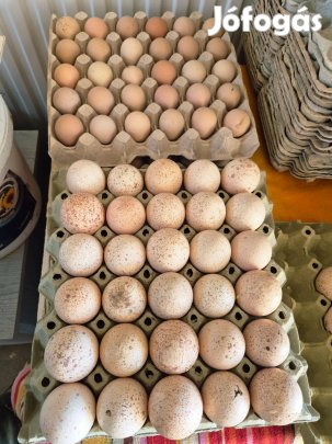 Keltetni való gyöngyös és pulykatojás eladó!