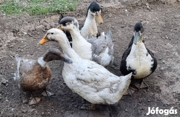 Keltetni való kacsa tojás