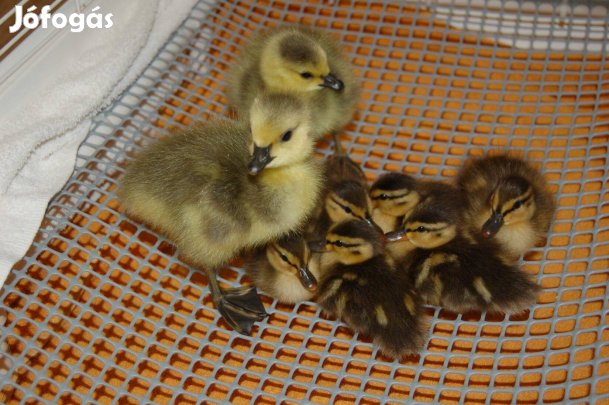 Keltetni való kacsa tojás és napos kacsa