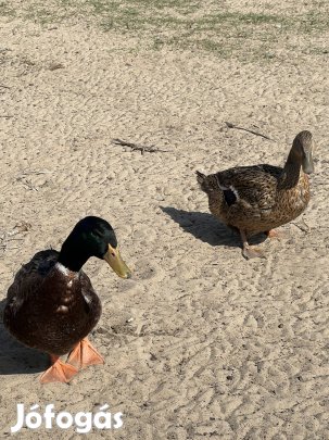 Keltetni való kacsatojas