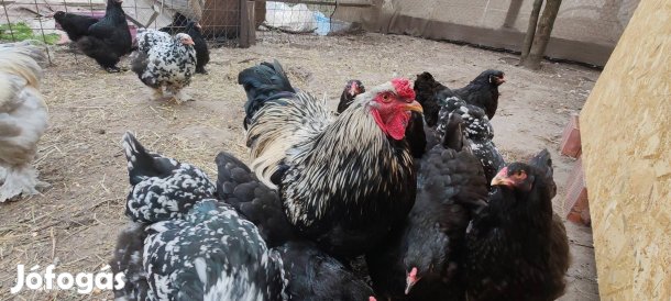 Keltetni való óriás brahma tojás 