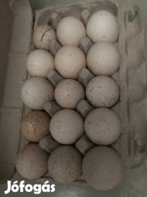 Keltetni való pulyka tojás