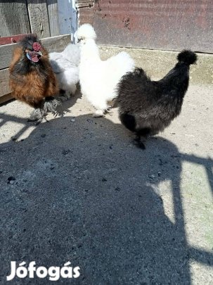 Keltetni való selyem tyúk tojás