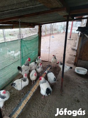 Keltetni való sussex tojás