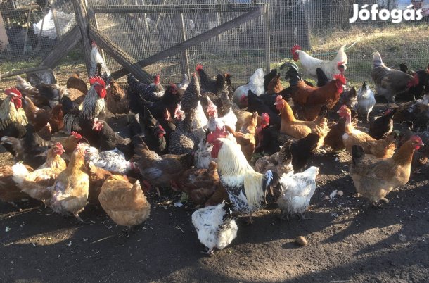 Keltetni való tanyasi tyúk tojás szabad tartású tyukoktól