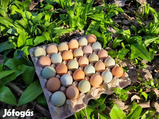 Keltetni való tojás