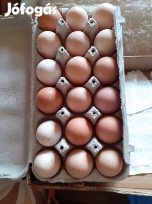 Keltetni való tojás