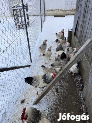 Keltetni való tojás