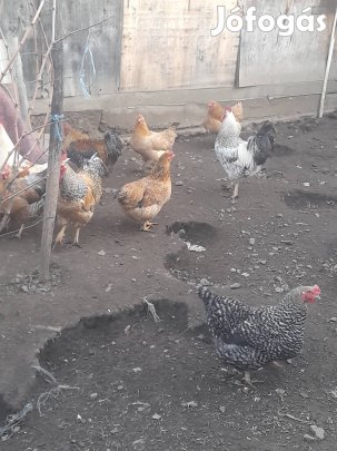 Keltetni való tojás