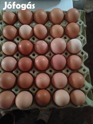 Keltetni való tojás