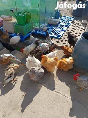 Keltetni való tojás