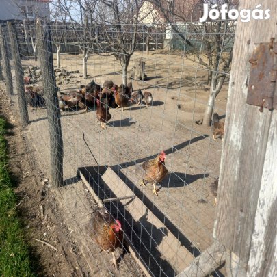 Keltetni való tojás