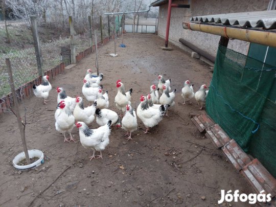 Keltetni való tojás