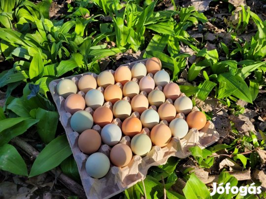 Keltetni való tojás