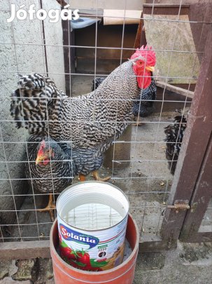 Keltetni valo tojás Amrock.