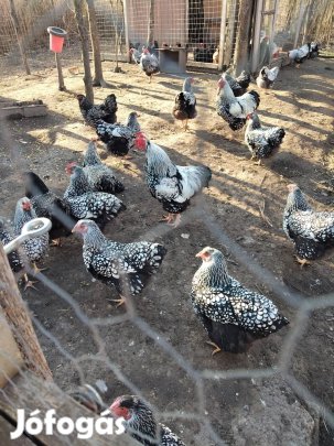 Keltetni való tojás.