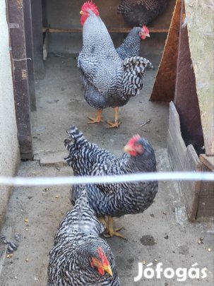 Keltetni valo tojás. 