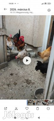 Keltetni valo tojás. 