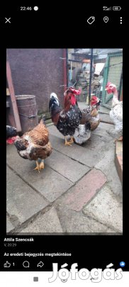 Keltetni valo tojás. 