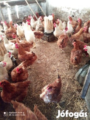 Keltetni való tojás, tenyésztojás eladó