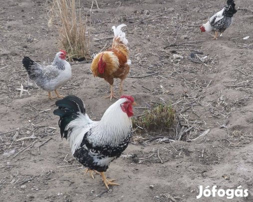 Keltetni való tojás eladó