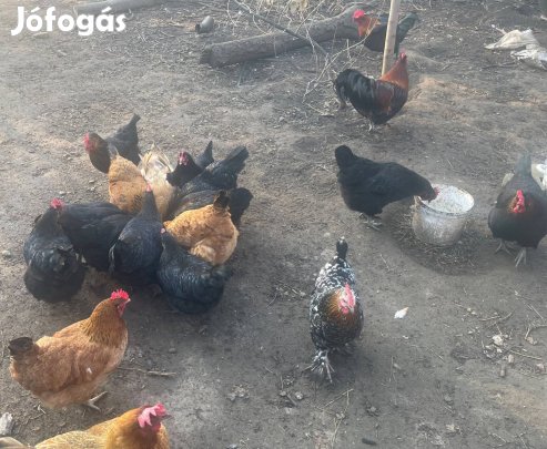 Keltetni való tojás eladó