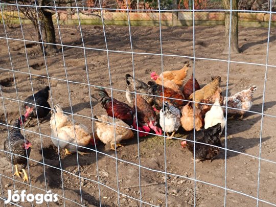 Keltetni való tojás eladó!