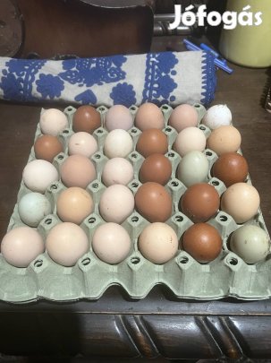 Keltetni való tojás vegyes állománytól.